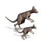 cangur imatges-animades-gif
